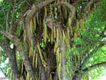 Panama Candle Tree - CLICK FOR LARGER IMAGE