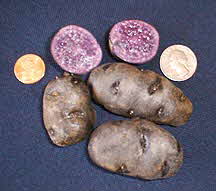 Purple Peruvian Potato