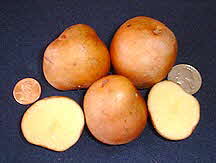 RED GOLD POTATO