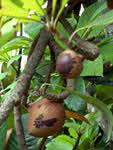 Mamey Sapote - CLICK FOR LARGER IMAGE