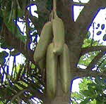 Sausage Tree - CLICK FOR LARGER IMAGE