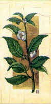 Tea Plant