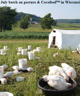 Our July batch on pasture and Cocofeed™ in Wisconsin