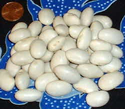 White Aztec Beans