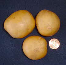 Yukon Gold Potato