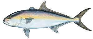 amberjack