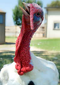 Turkey for Adoption