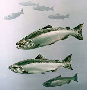 Alaska King Salmon (Chinook)