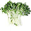 Alfalfa sprouts