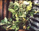 Allspice Plant