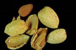 Almonds and Shells