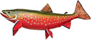 Arctic Char