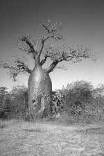 Baobab tree