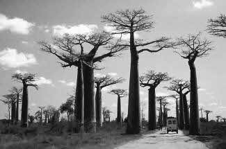 Baobab forest