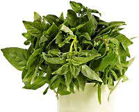 Basil Plant