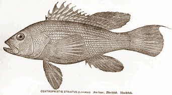 Sea Bass (Jewfish)