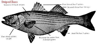 Striped Bass