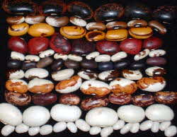 Various Colors of Beans