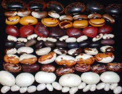 Various Colors of Beans Various Colors of Beans