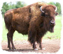 Bison the American Buffalo