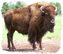 American buffalo