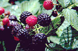 Blackberries on plant