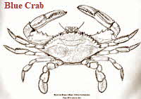Blue Crab (B&W)