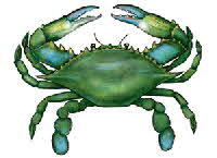 blue-crab