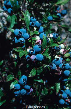 Blueberry in Quebec