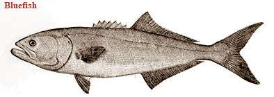 Bluefish