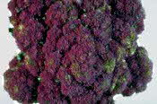 Purple Broccoli