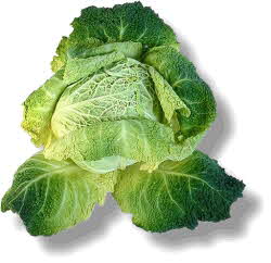 Cabbage