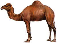 Camel, Arabian