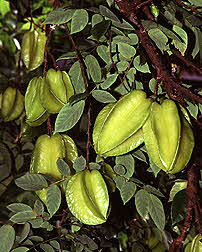 Star Fruit Tree