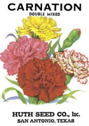 Carnations