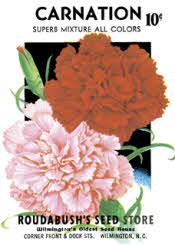 Carnations (edible flowers)