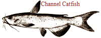 Channel Catfish