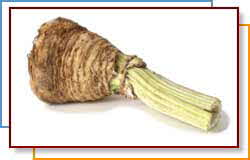 CELERY ROOT