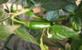 SERRANO CHILI PEPPER