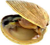 Clam