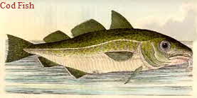 Cod fish