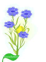 Cornflower