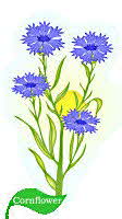 Cornflower