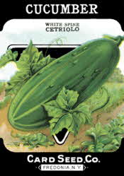 Cucumber