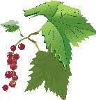 Red Currants