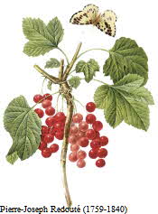 Red Currants