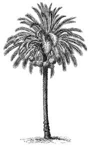 Date Palm