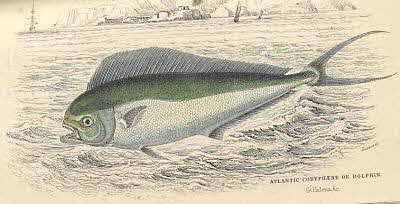 Dolphin or Mahi-Mahi