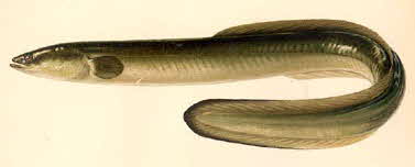 Eel