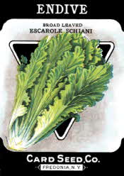 Endive